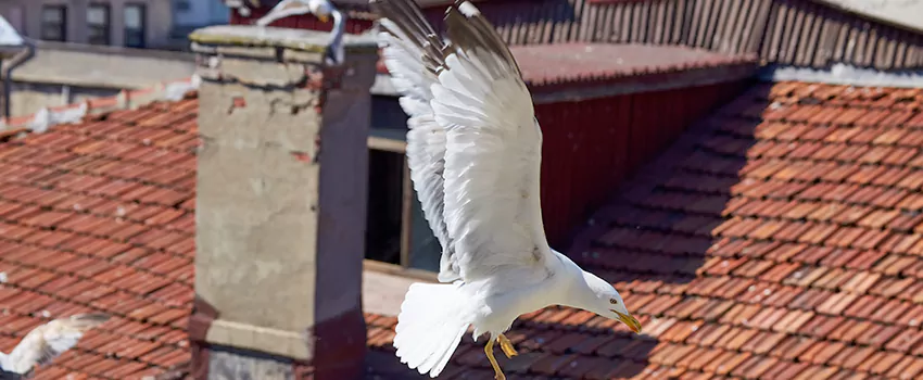 Residential Chimney Animal Removal Solution in Kenner, LA