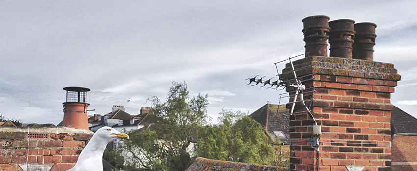 Chimney Cleaning And Restoration in Kenner, Louisiana